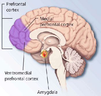 amygdala