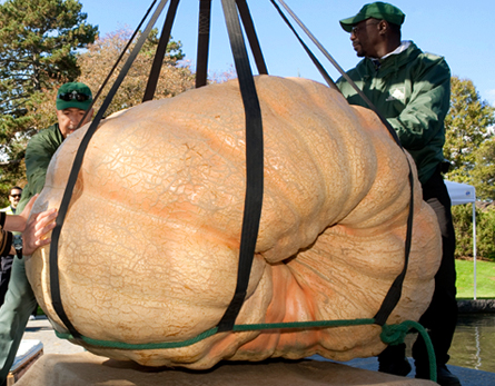Chris Stevens’ record-breaking pumpkin weighs 1,810.5 pounds, shown here with New York Botanical Garden staff. Scientists now think they understand how pumpkins like this one can grow to enormous sizes without splitting apart.