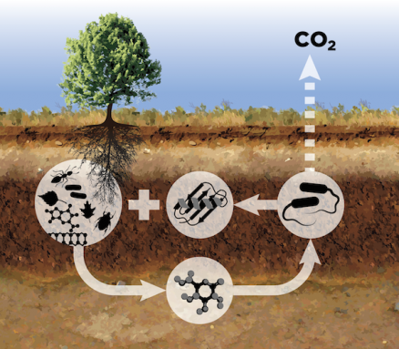 rot carbon cycle