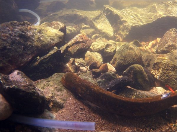 Pumping a mating pheromone into streams that feed the Great Lakes could help control the population of a destructive eel-like species called the sea lamprey (brown, snakelike animal in foreground). Credit: Nicole Griewahn