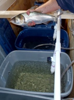 Researchers at the University of Illinois at Urbana-Champaign are testing whether carbon dioxide could block the spread of Asian carp. Credit: Courtesy of Cory Suski