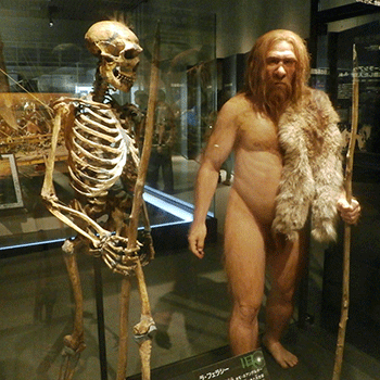 Skeleton_and_restoration_model_of_Neanderthal_La_Ferrassie_1.gif
