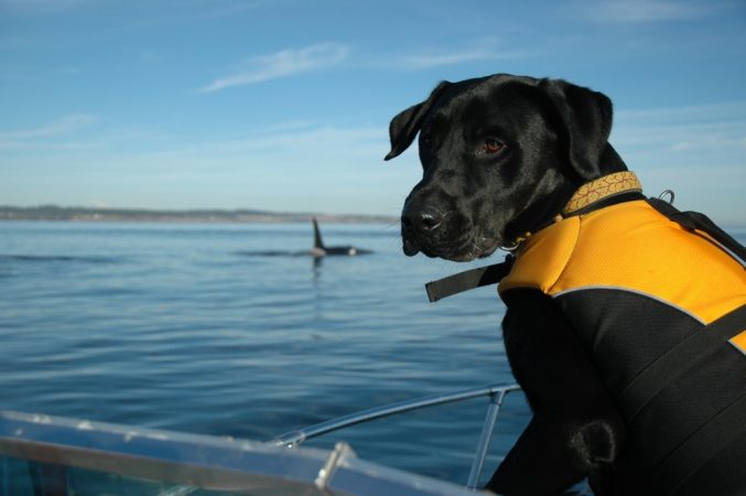 This dog, named Tucker, sniffs out killer whale poop in the ocean. Credit: Center for Whale Research