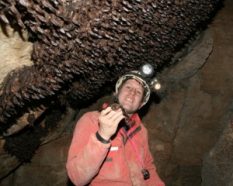 Gregory Turner, an endangered-mammal specialist with the Pennsylvania Game Commission, stands beneath a carpet of some 5,500 healthy Virginia big-eared bats in Hellhole Cave, W.Va. This photo was taken prior to the arrival of white-nose syndrome in the cave.