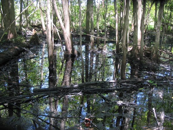 Oil-soaked vegetation along the Kalamazoo River had to be removed. Credit: National Wildlife Federation