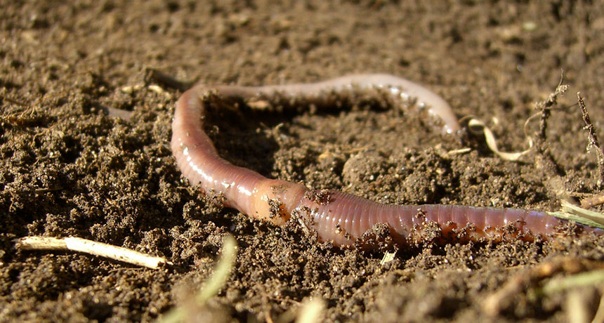 Earthworm invaders may be stressing out some maples | Science News for Students