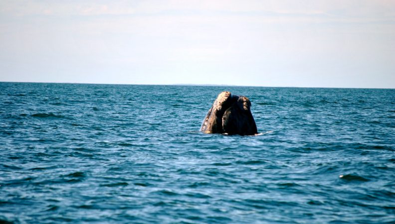 A North Atlantic right whale in the Bay of Fundy lifts its head from the water, perhaps to take a look at researchers. This behavior is known, appropriately enough, as a “head-lift.” The white patches around the whale’s mouth and chin are called callosities. Each right whale’s callosities form a unique pattern, allowing researchers to tell the whales apart. Credit: Eric Wagner