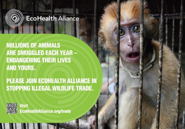 This ad is on display in airports in New York City to create awareness about the dangers of bringing illegal wildlife into the United States. Often animals that are threatened, endangered or otherwise protected are imported for sale as pets or food. Credit: EcoHealth Alliance