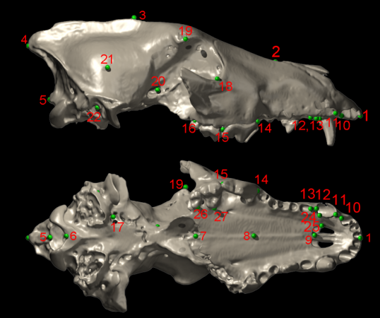 wolf skull representations