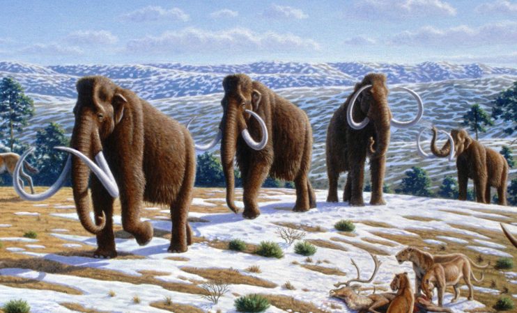 mammoths