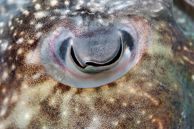 A close-up of the eye of a giant Australian cuttlefish. In 2010, scientists discovered that a light-sensing protein typically found in the eyes is also found throughout cuttlefish skin. Researchers are now studying how that protein might work with other structures in the skin to respond to changes in incoming light and allow cuttlefish to camouflage themselves, perhaps thoughtlessly. Credit: Roger Hanlon