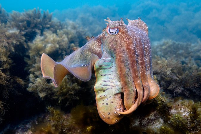 A giant male Australian cuttlefish reveals its form. Credit: Roger Hanlon
