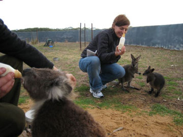 In this picture, a koala (left, near the camera) drinks milk from a bottle, and science writer Hannah Hoag feeds two wallabies in the background.
