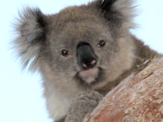 Scientists aim to protect koalas, which have lost habitat.