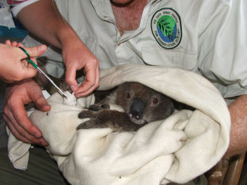 In January 2007, a fire destroyed koala habitat and killed or injured many of the animals. Wildlife rehabilitators treated injured koalas (above) and looked after them during their recovery (below).