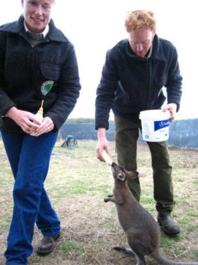 Lizzie and Shayne take care of wounded and orphaned animals, including the wallaby that Shayne is feeding here.