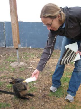 Emily Sohn feeds a hungry wallaby at the Cape Otway Centre for Conservation Ecology.
