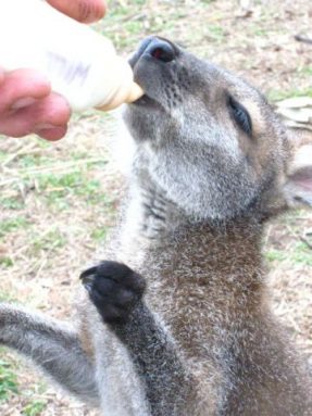 This young male wallaby was stranded several months ago by a wildfire. Frequent feedings of goat's milk are helping him grow big and strong.