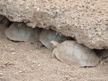 These tortoise hatchlings are a few years old. Here, they seek shelter from the heat at the Charles Darwin Research Station on Santa Cruz Island in the Galápagos. Researchers have bred these hatchlings in captivity and will release them into the wild once they reach their fifth birthday.