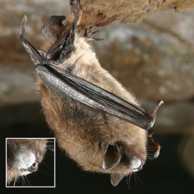 A little brown bat's moldy white nose marks it as suffering from white-nose syndrome. The disease is killing hundreds of thousands of hibernating bats in the northeastern U.S. Scientists recently identified the mold, a form new to science, in a lab.