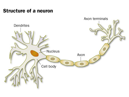 A neuron's axons and dendrites help it to transmit electrical signals. Dendrites bring information to the body of the neuron, and axons take information away from the cell body.