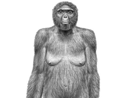 An artist’s interpretation shows how a 4.4-million-year-old female Ardipithecus might have looked.