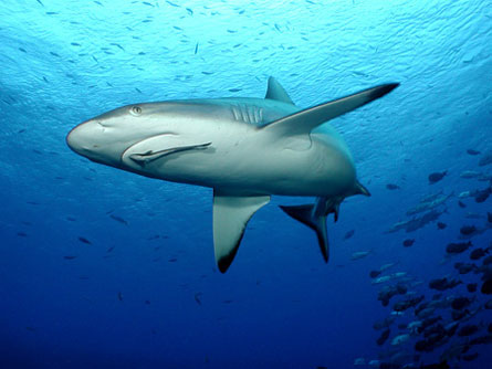 If a reef has lots of big fish, including reef sharks (shown), that's a good sign that the reef is healthy and doing well.