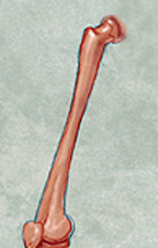 A human thigh bone, or femur, runs from the hip to the knee. It's the longest and thickest bone of the human skeleton.
