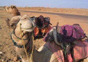 a photo of a camel