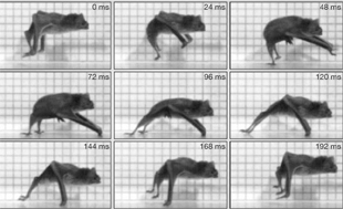 A vampire bat on a treadmill lopes along at 0.6 meter per second. Video-camera images taken every 24 milliseconds reveal its unusual style of running.