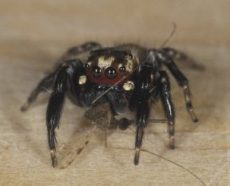 This small jumping spider prefers to stalk and pounce on blood-engorged mosquitoes.