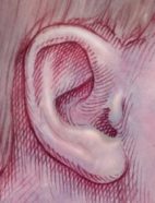 An ear's contorted shape helps it capture sound waves and improve the quality of the sounds that we hear.