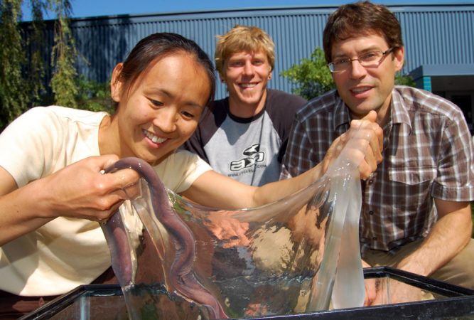 Scientist Atsuko Negishi holds a hagfish in one hand and its slime in the other. She studies the ooze in the lab of materials scientist David Fudge, at far right. Credit: Andra Zommers/University of Guelph