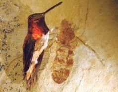 A fossil of a giant ant that crawled 49.5 million years ago reveals that the bug was as big as a hummingbird’s body.