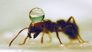 The exoskeleton of an ant is hydrophobic, which means it doesn't let water in. Rather, a water droplet will sit on an ant’s back like a bubble backpack. Credit: Nathan Mlot and Tim Nowack.