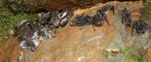 Most of the little brown bats in this photo are dead from white-nose syndrome. This Lackawanna County, Pa., mine is one of many sites in the United States and Canada contaminated with the disease.