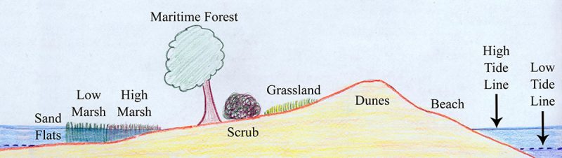 This cross-section of a typical barrier island shows the land and plant types running from the ocean side (far right) to mainland side of the island (far left). Credit: Nat’l Park Serv.