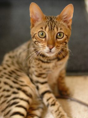 bengal cat