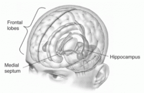 an illustration of the brain and some of its parts