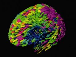 In this composite image of the brains of 20 different people, the pink areas represent parts of the brain that are uniquely human. To better understand the human brain, scientists often study the brains of animals. In a new study, scientists kept rats awake past their bedtime. The researchers found that although the sleep-deprived rats were active and kept their eyes open, some of their brain cells dozed as though the animals were asleep.