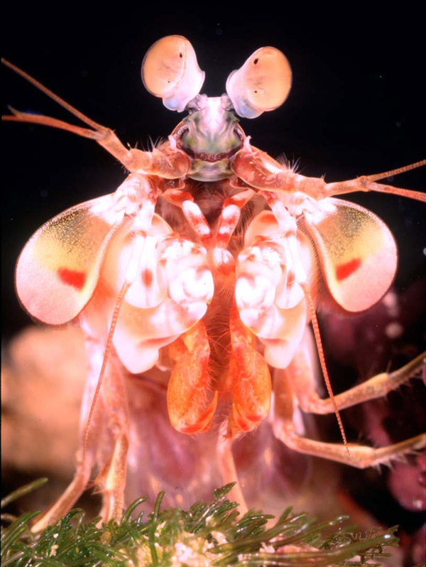 a mantis shrimp head on