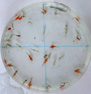 brine shrimp tapeworms