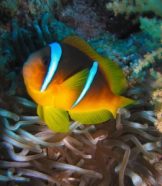 Changing ocean waters may change clownfish behavior in the future.