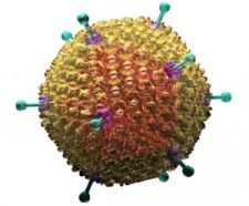 An illustration of adenovirus-36