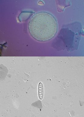 Scherer’s group retrieved the round, artsy-looking diatom (top image) from Antarctica roughly 20 years ago. It dates back to the Pleistocene era, some time within the last million years. The diatom in the black-and-white image (bottom) was retrieved this year from Lake Whillans; it appears to have come from the Miocene era, around 8 million years ago. Credit: R. Scherer, Northern Illinois Univ.