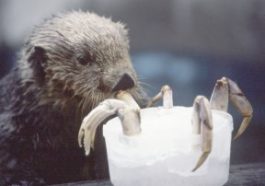 At the Seattle Aquarium, a sea otter snacks on the legs of a crab frozen into a popsicle.