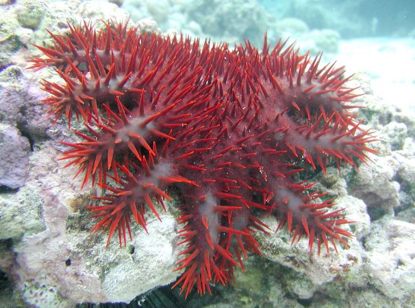 crown-of-thorns starfish