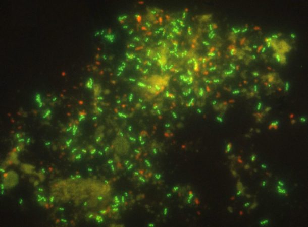 Ammonia-eating archaea viewed through a microscope. The archaea appear green in this picture, due to chemicals that are used to make them easier to see. These archaea live inside animals called sea sponges on the ocean floor, off the coast of California. Other, red, cells in the image belong to the sponge. Credit: Edward DeLong, Massachusetts Institute of Technology