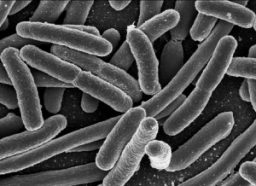 Caption: This is a microscopic closeup of E. coli, your single-cell frenemy. The kinds of E. coli that live in your intestines help everything run smoothly. But when E. coli is ingested through contaminated food, the bacteria can cause big problems for humans.
