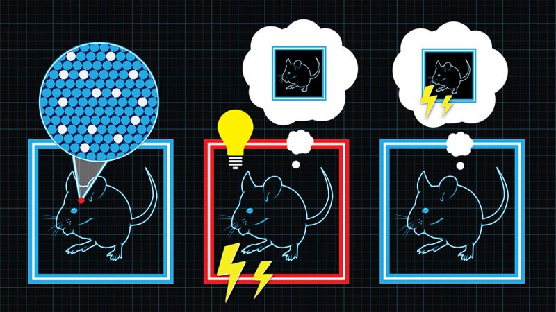 Three steps to plant a fake memory in a mouse. First, let the mouse build a real memory of a safe room (left). Second, put the mouse in a room with an electrified floor. Shock the mouse — but add the memory of the shock to the memory of the first room. Third, put the mouse back in the safe room — which the mouse now incorrectly “remembers” as dangerous. Credit: courtesy of Evan Wondolowski/Collective Next